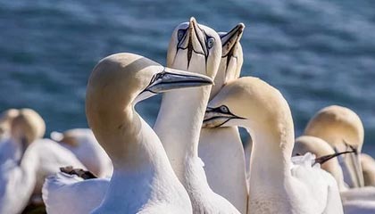 开云体育登录-中国羽毛球队奇迹逆转马来西亚羽坛巨头林丹爆发神勇引爆全场