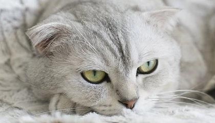 开云体育app-法国乒乓球队逆转比利时强敌，奥恰洛夫震撼全场的辉煌之战